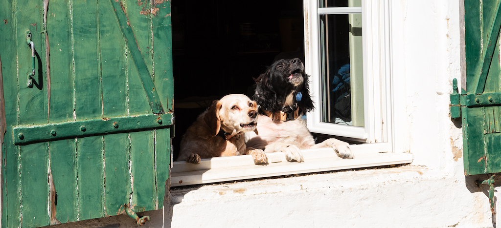 how to stop dog barking at neighbours dog