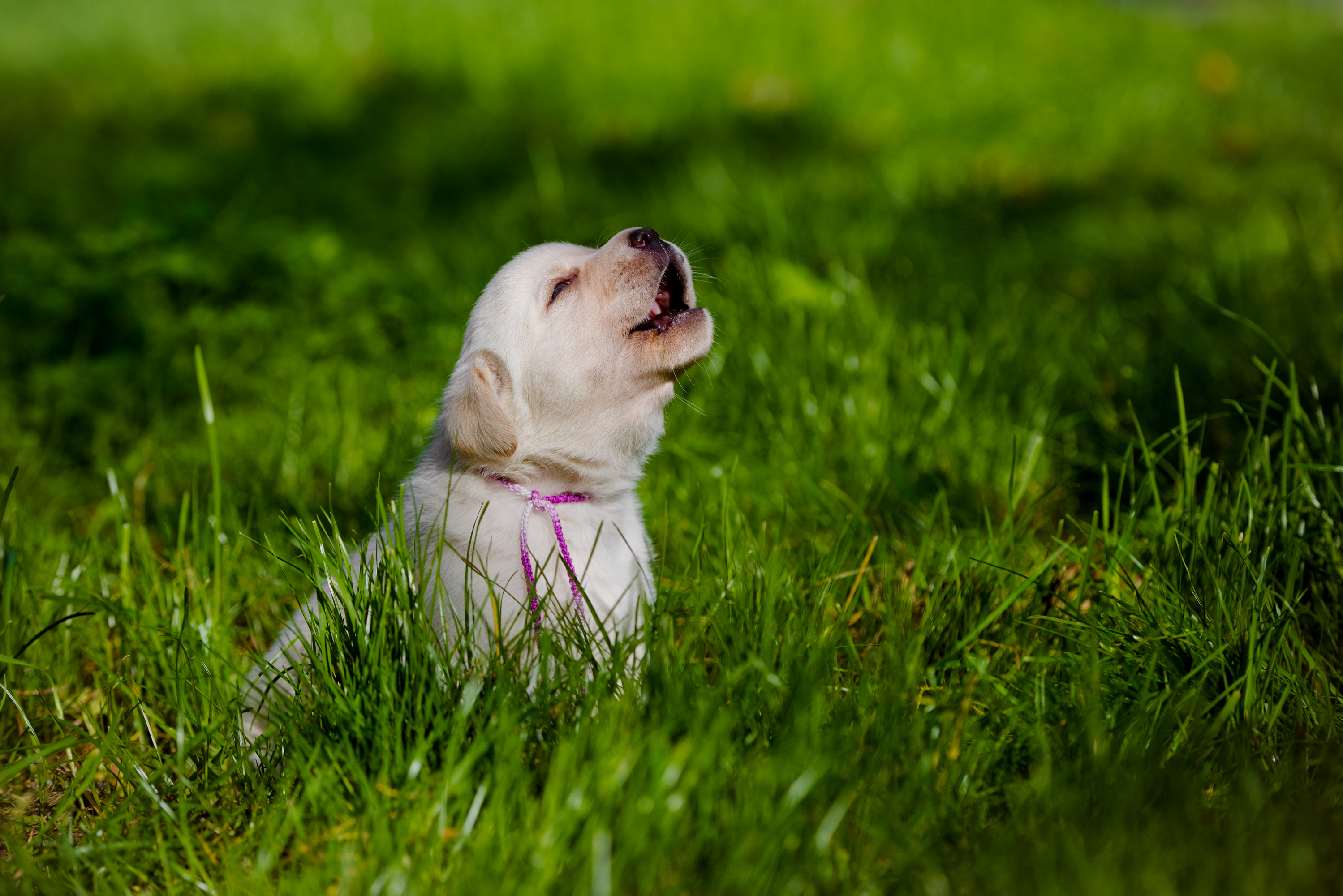 Alone Time for Dogs: How Much Is Too Much? – American Kennel Club