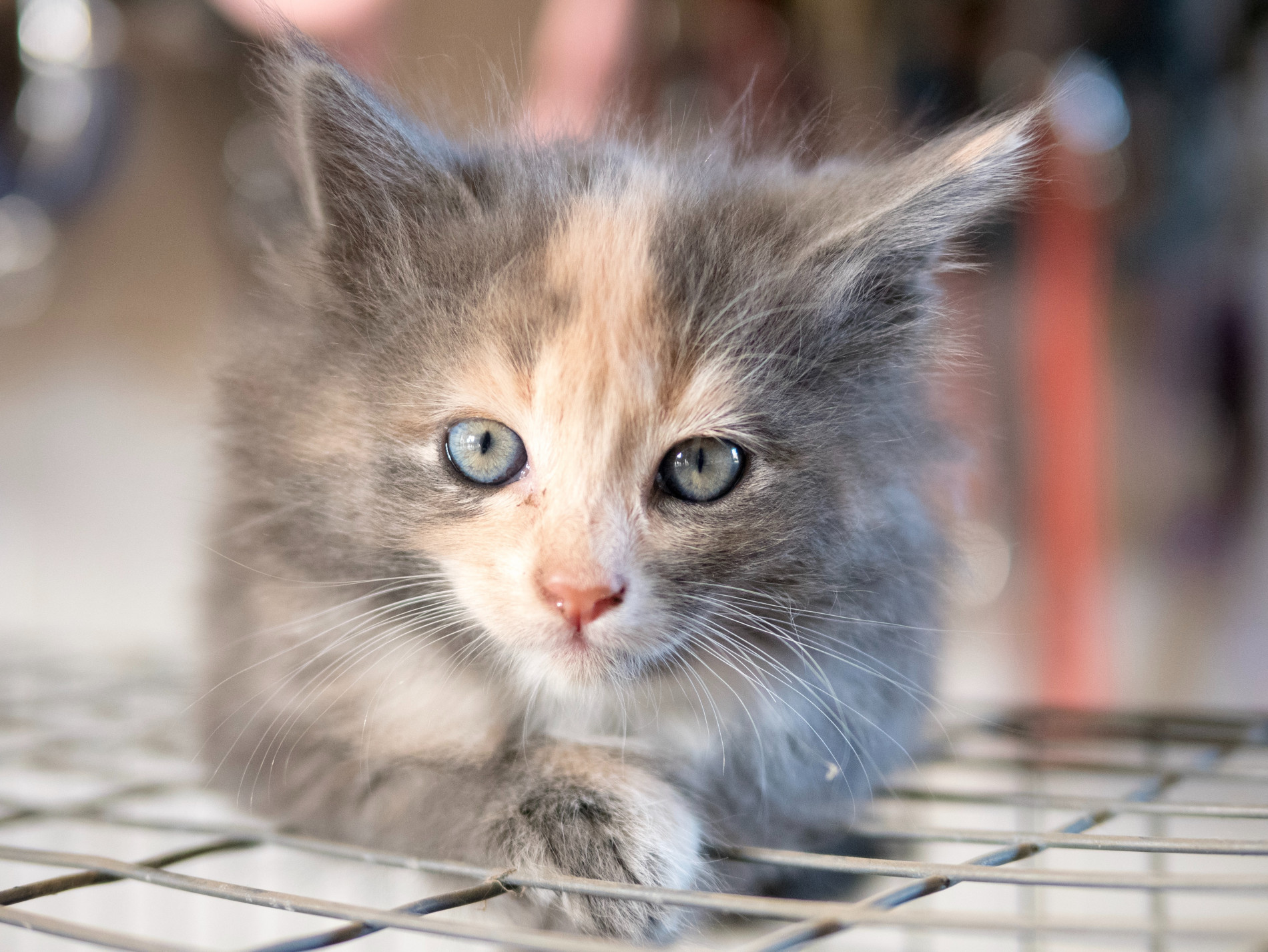 How Much Does It Cost To Surrender A Cat Rehome By Adopt a Pet