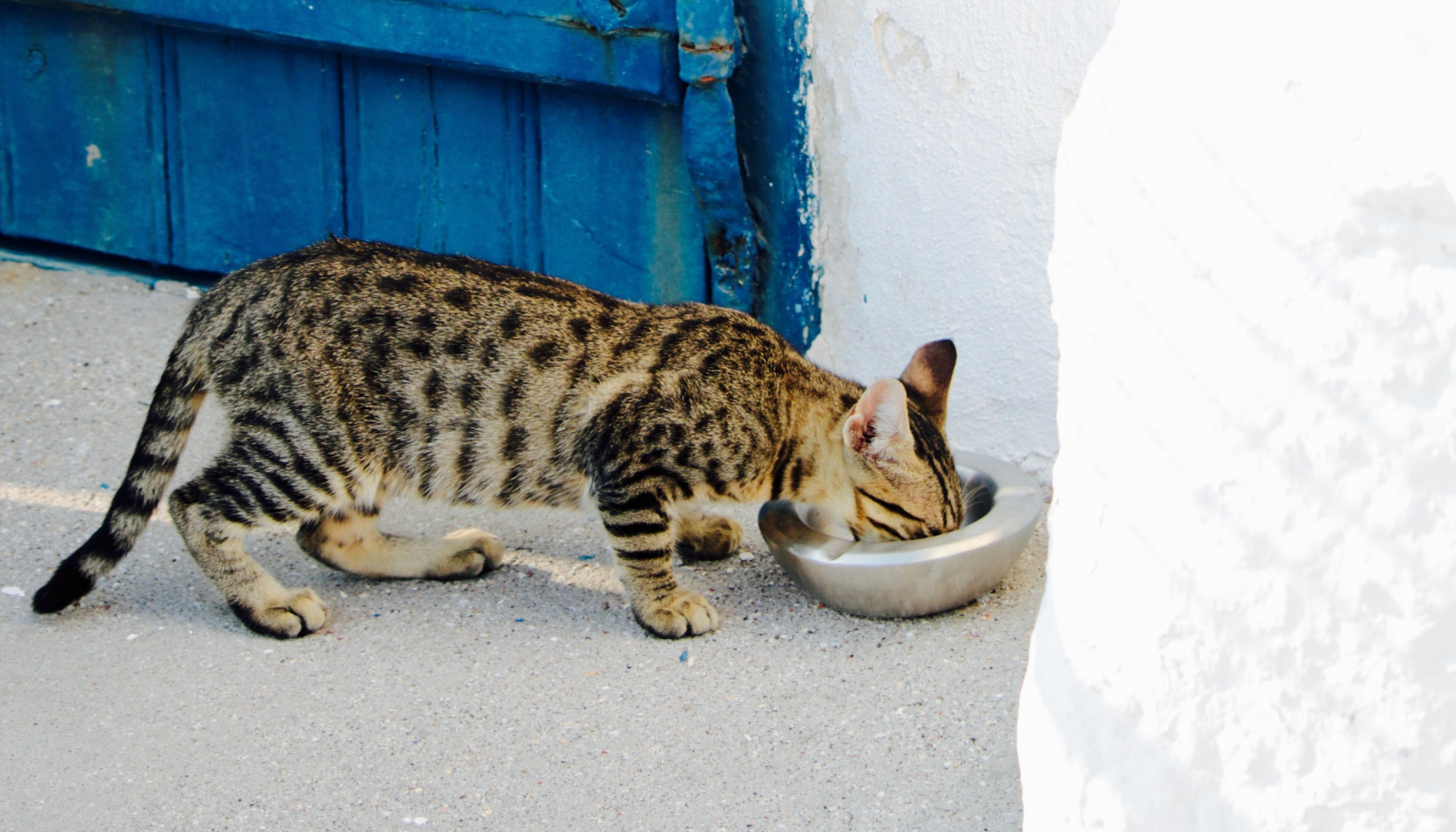 Should i feed a stray outlet cat