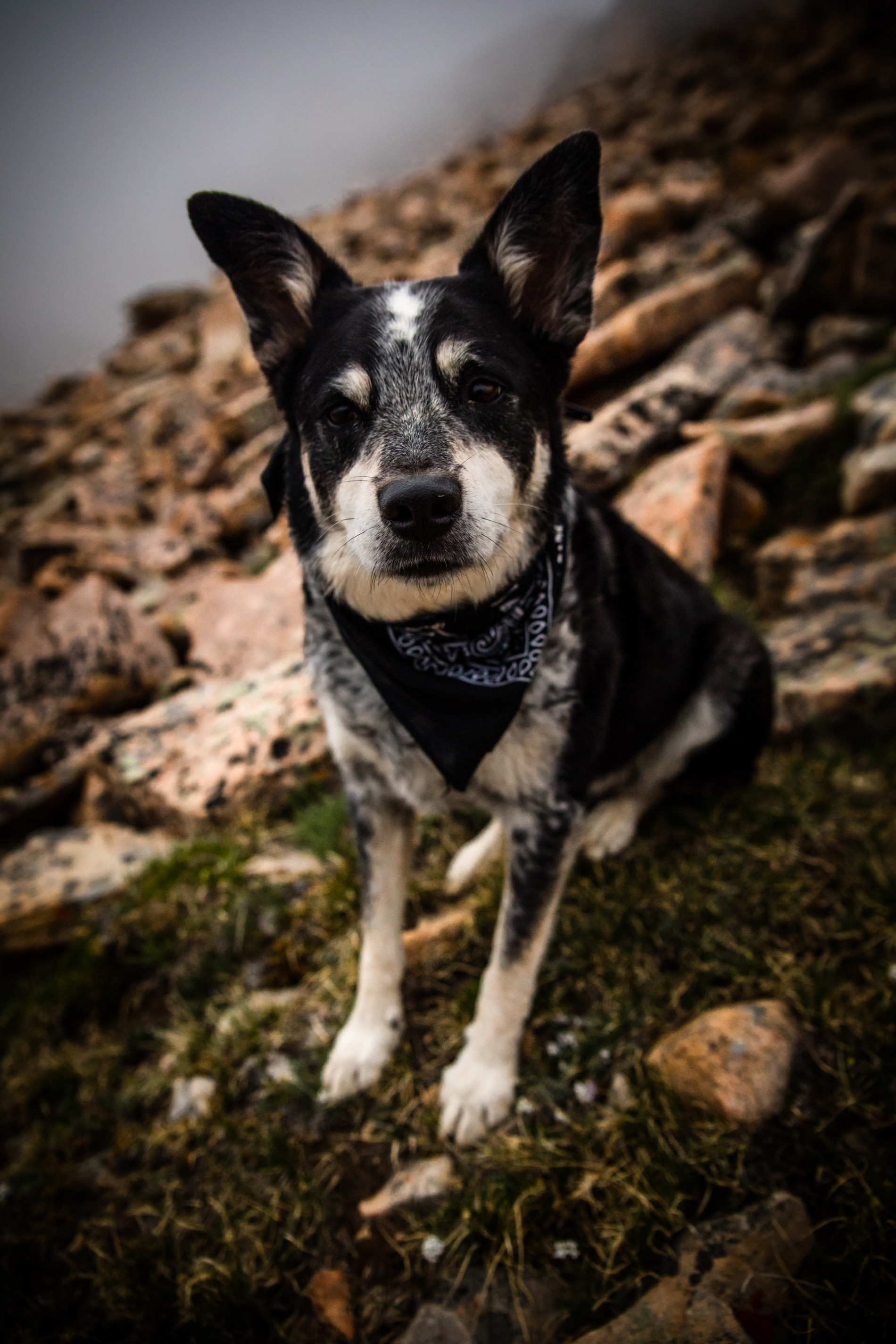 can a australian cattle dog and a american staffordshire terrier be friends