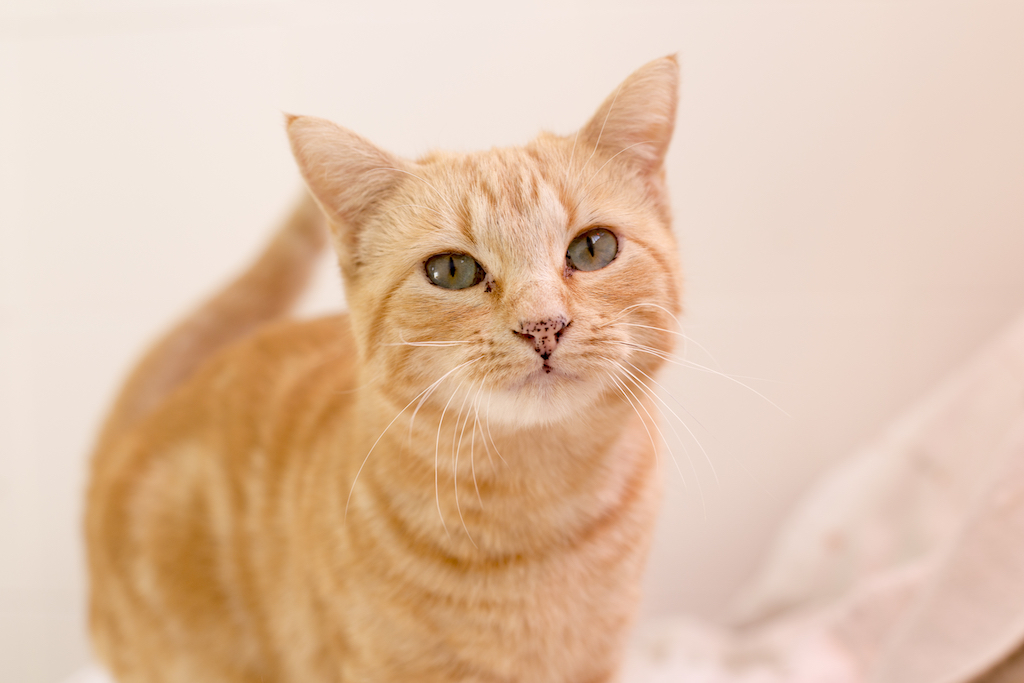 How Much Does It Cost To Surrender A Cat Rehome By Adopt a Pet
