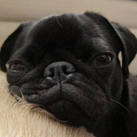 Photo of Pepper