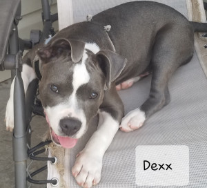 Photo of Dexx