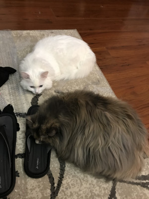 Photo of Hi, We Are Misty & Blue