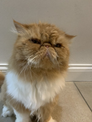 Photo of Kitty Perry