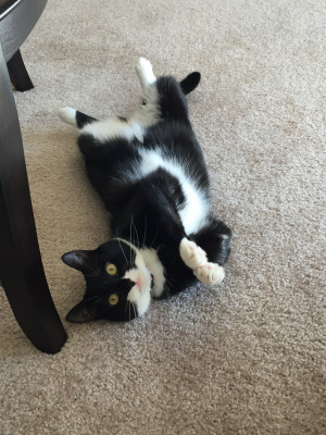 Photo of Mittens