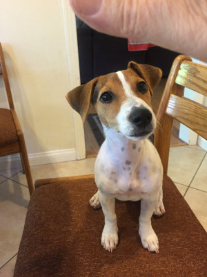 Photo of Ginger