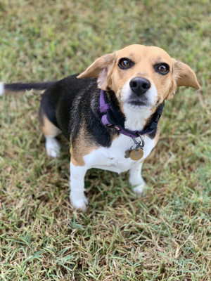 Photo of Sadie