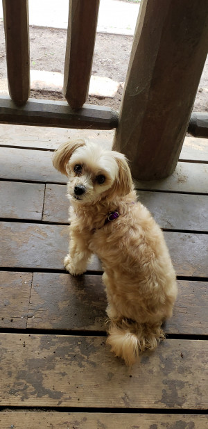 Photo of Abby