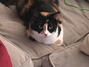 Photo of Callie