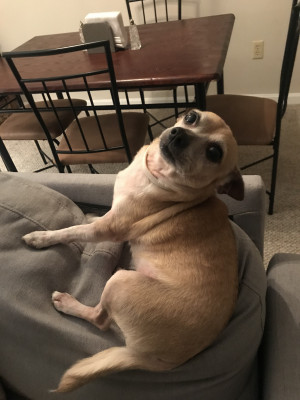 Photo of Daisy