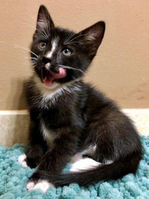 Photo of Cracker Jack