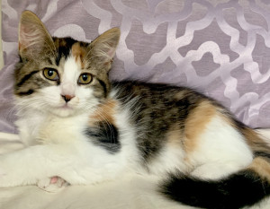 Photo of Penny