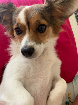 Photo of Milo