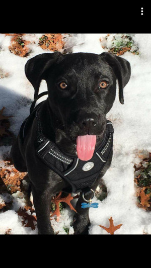Photo of Onyx