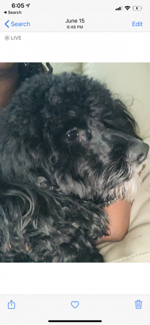 Photo of Oreo