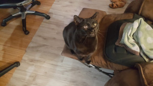 Photo of Murdock