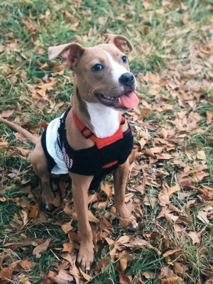 Photo of Milo