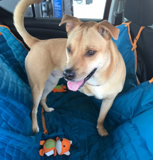 Photo of Ziggy