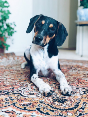 Photo of Opi