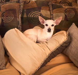 Photo of Chica