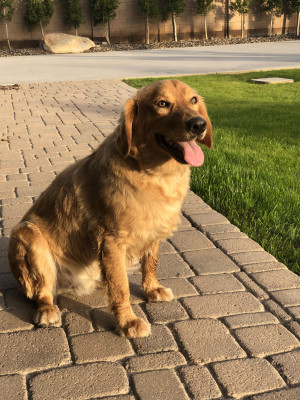 Photo of Chewy