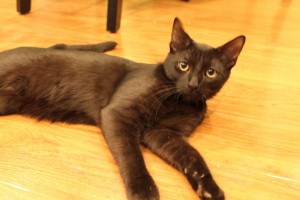 Photo of Rogue