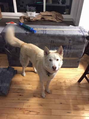 Photo of Snowy