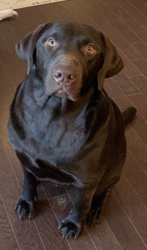 Photo of Dexter