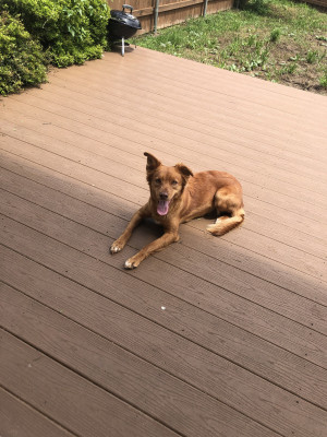 Photo of Cinnamon