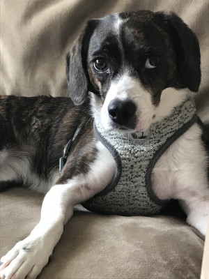 Photo of Stella
