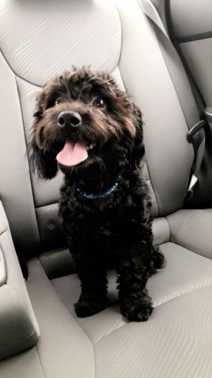 Photo of Bruno
