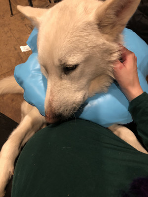 Photo of Apollo