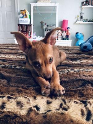 Photo of Bella