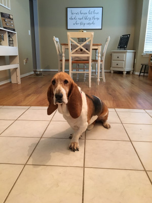Photo of Bindi 