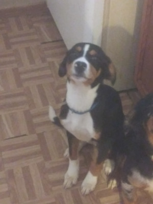 Photo of Tucker