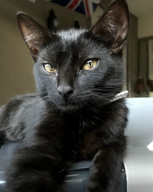 Photo of Luna