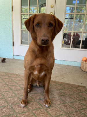 Photo of Copper