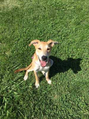 Photo of Cocoa