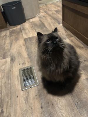 Photo of Smokie