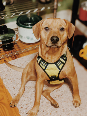 Photo of Finley