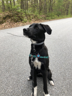 Photo of Mabel