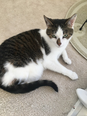Photo of Scooter 