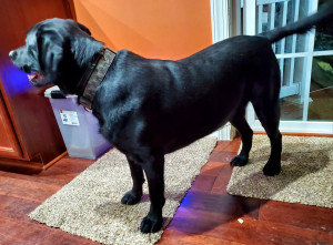 Photo of Shadow