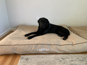 Photo of Lambeau 