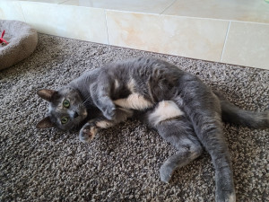 Photo of Willow