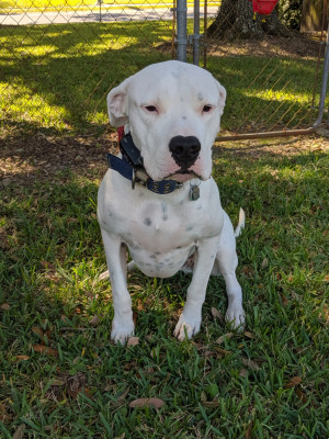Photo of Atlas