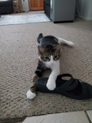 Photo of Mischief