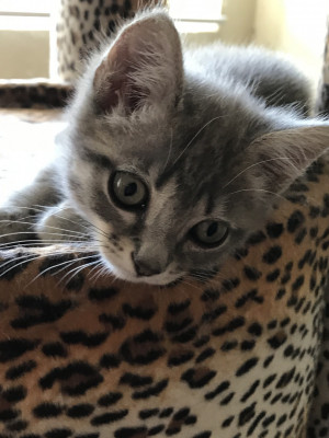 Photo of Squeak